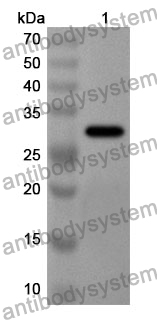 Anti-CENPH Polyclonal Antibody