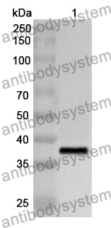 Anti-FN3K Polyclonal Antibody