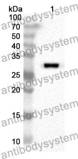 Anti-TOR3A Polyclonal Antibody