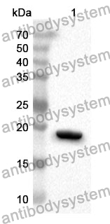 Anti-NANOG Polyclonal Antibody