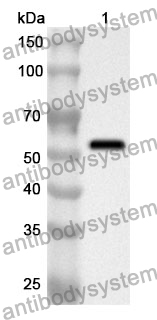 Anti-SIAE Polyclonal Antibody