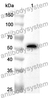 Anti-NTN4 Polyclonal Antibody