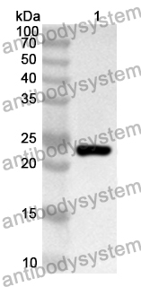 Anti-PIDD1 Polyclonal Antibody