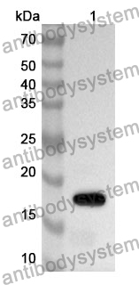 Anti-IL21 Polyclonal Antibody