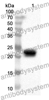 Anti-CD229/LY9 Polyclonal Antibody