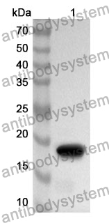 Anti-RXFP1 Polyclonal Antibody