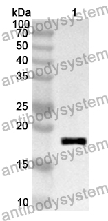 Anti-Human GP6 Polyclonal Antibody