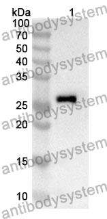 Anti-CD248 Polyclonal Antibody