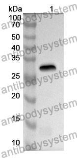 Anti-PTPRH Polyclonal Antibody