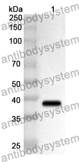 Anti-CD266/TNFRSF12A Polyclonal Antibody