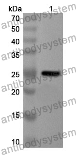 Anti-FGF20 Polyclonal Antibody