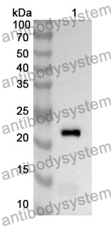 Anti-CD354/TREM1 Polyclonal Antibody