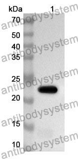 Anti-IL1RAP Polyclonal Antibody