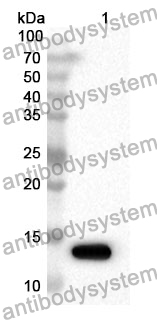 Anti-NXT2 Polyclonal Antibody