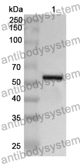 Anti-CD93 Polyclonal Antibody