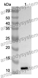 Anti-DDX4 Polyclonal Antibody