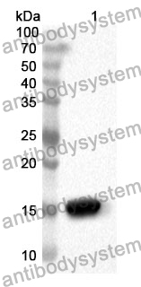 Anti-GDF3 Polyclonal Antibody