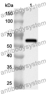 Anti-DLL4 Polyclonal Antibody