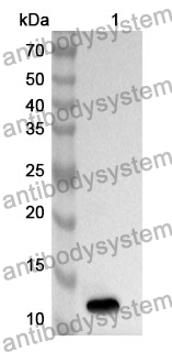 Anti-CCL28/MEC Polyclonal Antibody