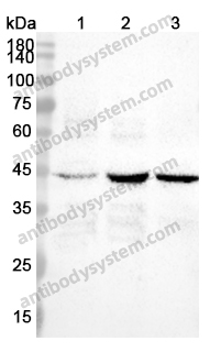 Anti-PLSCR4 Polyclonal Antibody