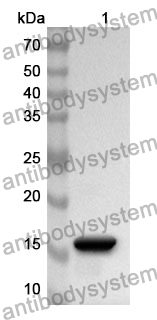 Anti-PHPT1 Polyclonal Antibody