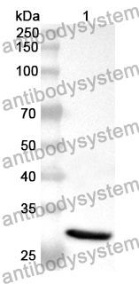 Anti-Human HELLS Polyclonal Antibody