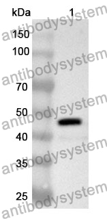 Anti-GKN1 Polyclonal Antibody