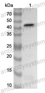 Anti-Human FGF21 Polyclonal Antibody