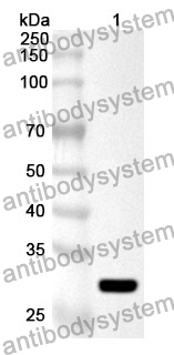 Anti-CISH Polyclonal Antibody