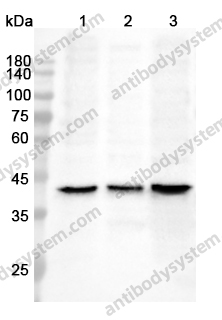 Anti-ATG3 Polyclonal Antibody