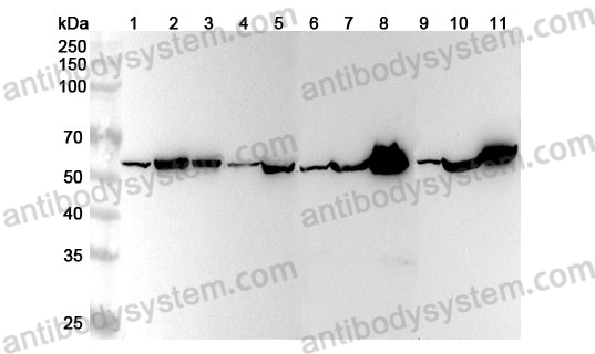 Anti-Human SMOX Polyclonal Antibody