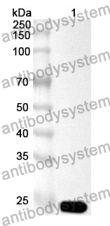 Anti-IRAK4 Polyclonal Antibody