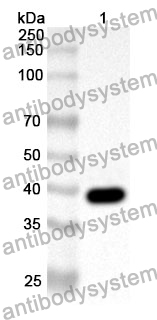 Anti-TLR7 Polyclonal Antibody