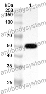 Anti-GLTP Polyclonal Antibody