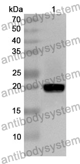 Anti-IL36G/IL-1F9 Polyclonal Antibody