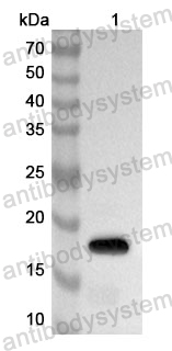 Anti-Human IL36G/IL-1F9 Polyclonal Antibody