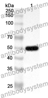 Anti-HSPBP1 Polyclonal Antibody