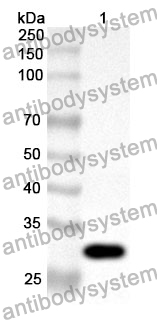 Anti-PDP1 Polyclonal Antibody