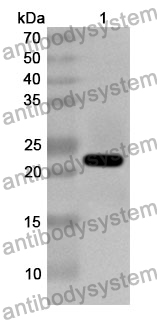 Anti-IL17C Polyclonal Antibody