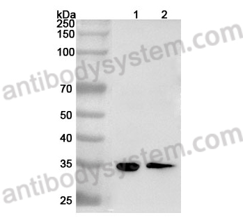 Anti-HMG20B Polyclonal Antibody