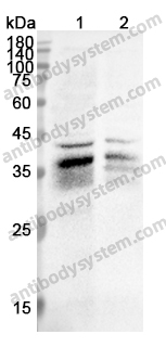 Anti-PIM2 Polyclonal Antibody