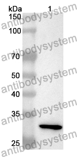 Anti-CD315/PTGFRN Polyclonal Antibody