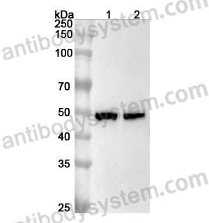 Anti-MBD2 Polyclonal Antibody