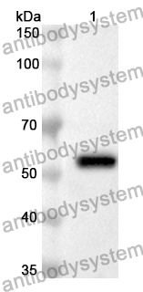 Anti-CD280/MRC2 Polyclonal Antibody