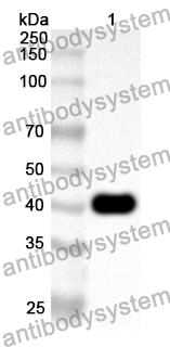 Anti-HDAC6 Polyclonal Antibody