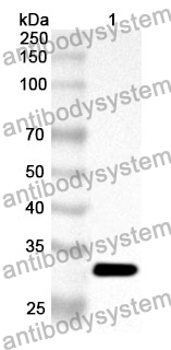 Anti-CTSZ Polyclonal Antibody