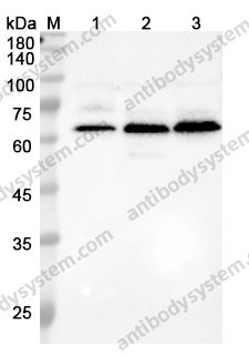 Anti-EBF1 Polyclonal Antibody