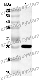 Anti-IL36A/IL-1F6 Polyclonal Antibody