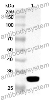 Anti-EGFL7 Polyclonal Antibody