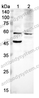 Anti-PCYOX1 Polyclonal Antibody